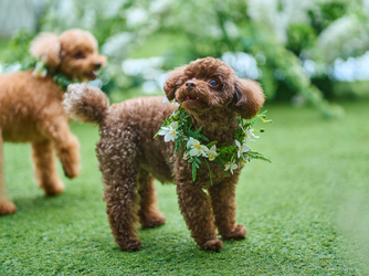 アプローズスクエア 東京迎賓館 演出2画像 2-3