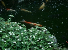 国指定重要文化財 旧松本邸(THE INDUSTRY CLUB OF WEST JAPAN) 歴史3画像 2-5