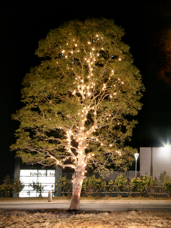 エシェル ドゥ アンジェ ナイトウエディング後半画像 2-1