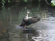 浮月楼(国登録名勝/国登録有形文化財) 庭園2画像 2-5