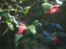 浮月楼(国登録名勝/国登録有形文化財) 庭園2画像 2-4