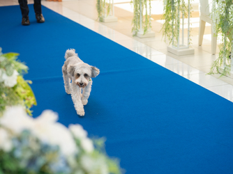 ヒルトン小田原リゾート&スパ(Hilton Odawara Resort & Spa) ドッグホテル完備!パートナーウェディング画像 1-3