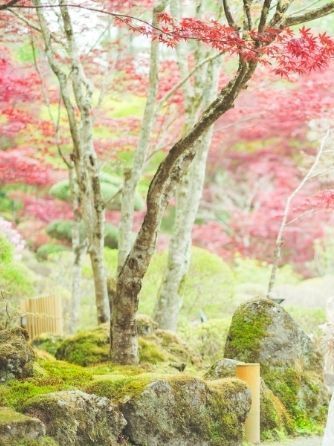 ホテル鐘山苑 撮影スポット3画像 1-1