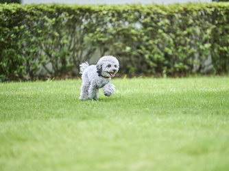 アーセンティア迎賓館 柏 演出1画像 2-3