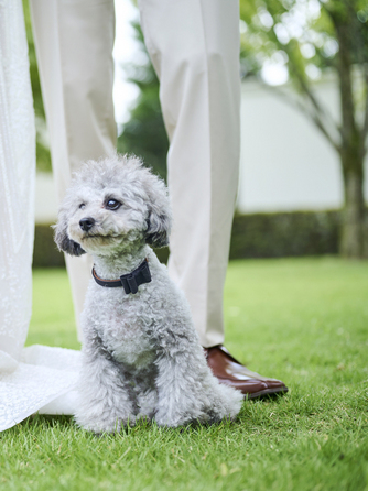 アーヴェリール迎賓館 高松 大切なペットと一緒に画像 1-2