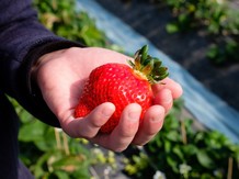 リストランテKubotsu 料理・ケーキ2画像 2-3