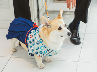 Ange La Fontaine (アンジェラフォンティーヌ) チャペル(グランディール)画像 1-2