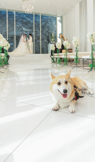 Ange La Fontaine (アンジェラフォンティーヌ) チャペル(グランディール)画像 1-1