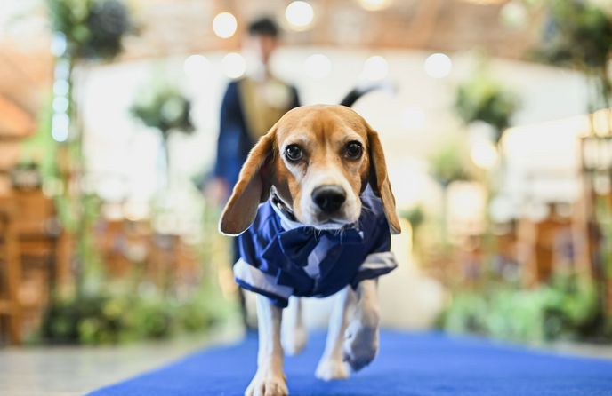 The Forest of Lold(ザ フォレスト オブ ロルド) その他1画像 1