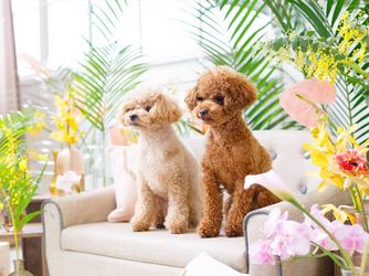 THE GRAND HOUSE(グランドハウス) 演出画像 2-3