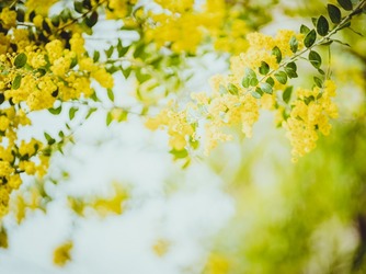 KITAHAMA W(キタハマダブリュー) チャペル(森のチャペル「KITAHAMA CHAPEL」)画像 2-1