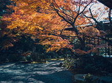 レストランひらまつ 高台寺 庭園1画像 2-4