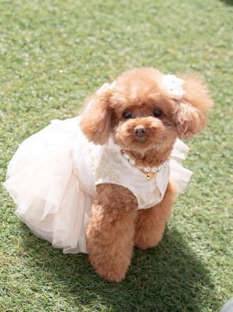 ウエディング ファンタジア チャペル(独立型チャペル)画像 2-1