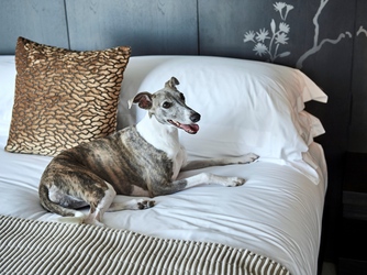 キンプトン新宿東京 演出画像 2-3