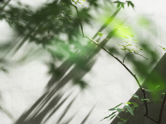 IWAI OMOTESANDO 庭園画像 2-3