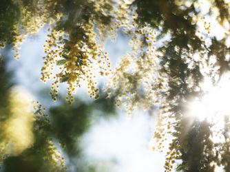 IWAI OMOTESANDO 庭園画像 2-2