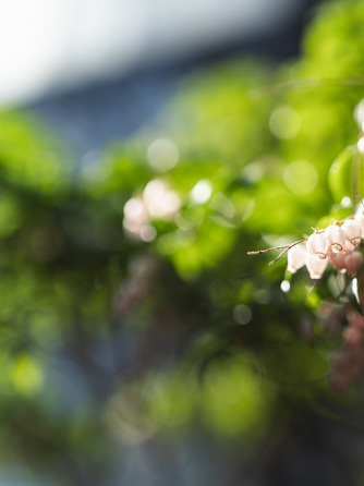 IWAI OMOTESANDO 庭園画像 1-1