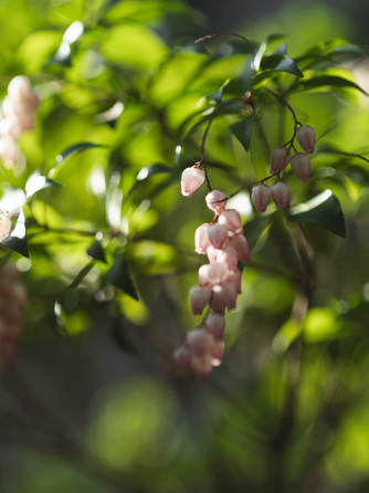 IWAI OMOTESANDO 庭園画像 1-2