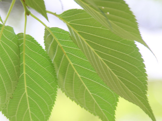 少人数専門 Roccaen Suite(重要文化財 六華苑) ロケーション1画像 1-2