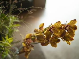 MAYA 演出1画像 1-3