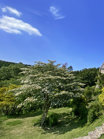 森の教会 ロケーション2画像 2-1
