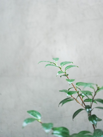 CRAZY GRANDE MAISON チャペル(Celebration Hall)画像 2-1