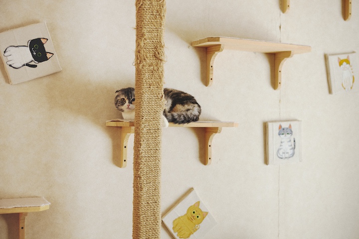 棚に猫。壁には猫のイラスト