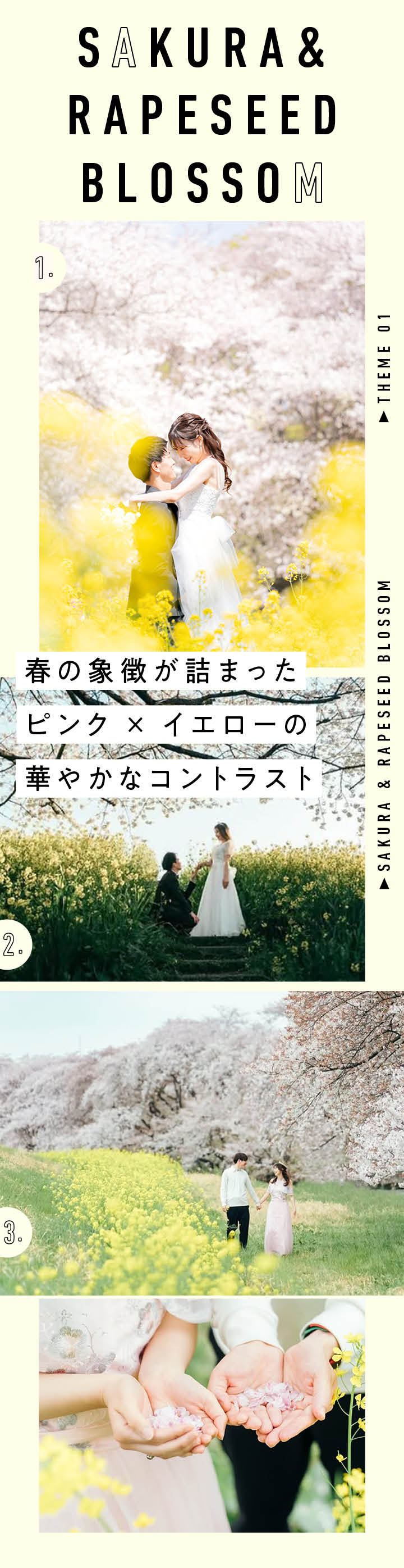 【桜ピンク×菜の花イエロー】のコラボ