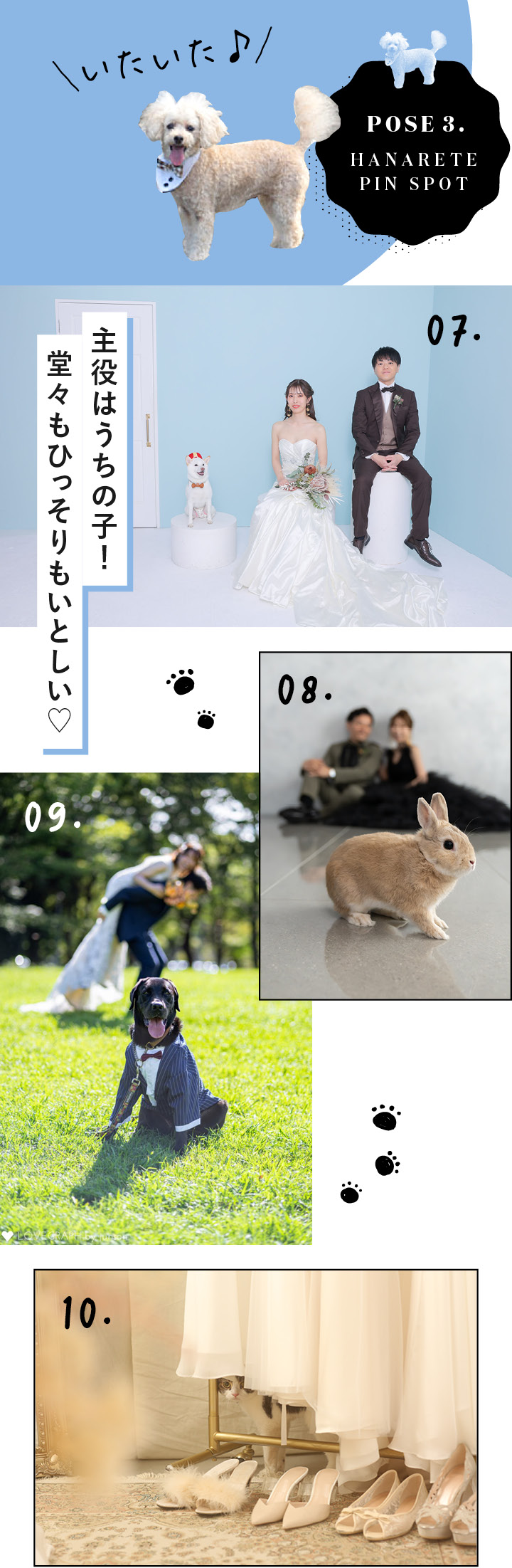 犬、猫、うさぎと飼い主の写真