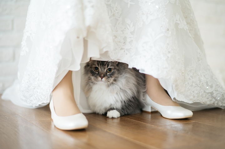 隠れる猫の写真