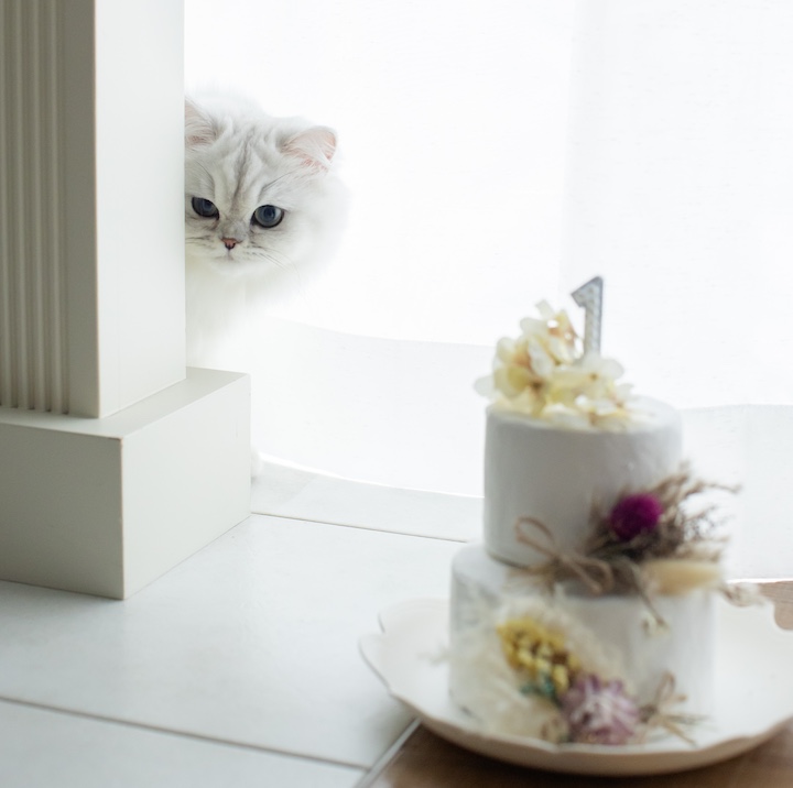 こっそり現れる猫の写真