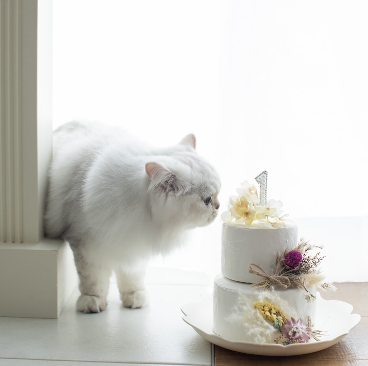 ケーキに歩み寄る猫の写真