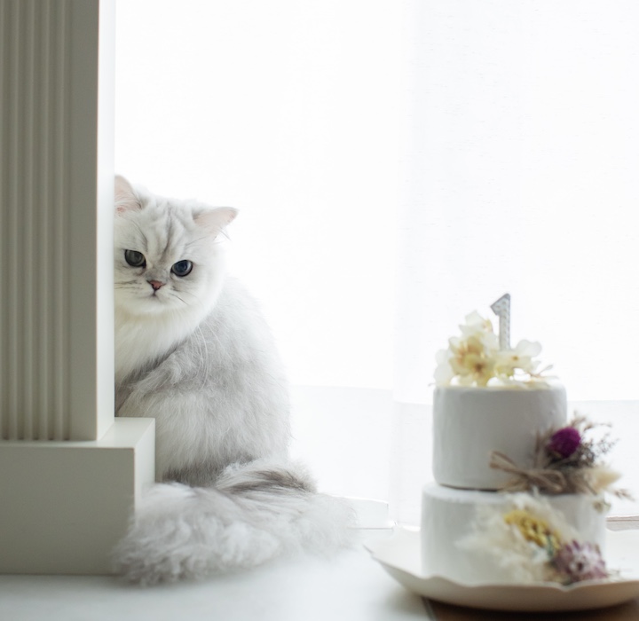 ケーキに気付く猫の写真